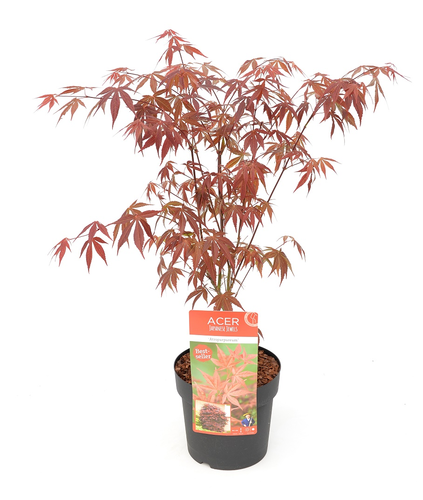 Egzotyczne rośliny, które można uprawiać w domu lub ogrodzie/  klon palmowy (Acer palmatum)